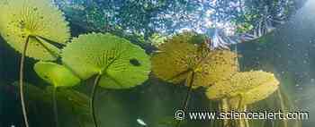 Hidden Forest Has Been 'Trapped in Time' For 100,000 Years, Scientists Say - ScienceAlert