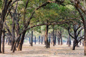 Africa's forests show need to keep forest carbon markets | World Economic Forum - World Economic Forum