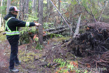 Kaslo set to begin wildfire risk reduction project in Village-owned forest - Castlegar News