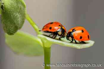 Lots of ladybirds in my house: Why are they in UK homes and what you should do