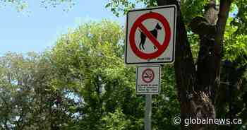 Saskatoon bylaw could be changed to allow dogs on-leash in riverbank park - Global News