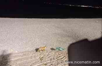 Un renard aperçu vendredi sur la Promenade des Anglais à Nice