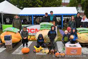 Grootste pompoen van KWB Kattenbos weegt 345,6 kg (Lommel) - Het Nieuwsblad