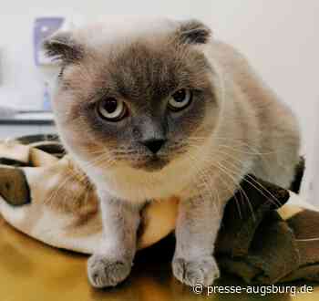 Veterinäramt Augsburg macht auf Verstöße gegen das Qualzuchtverbot aufmerksam | Presse Augsburg - Presse Augsburg