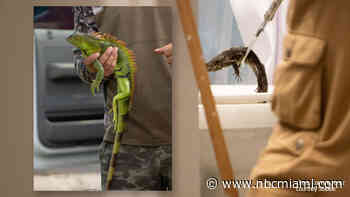 ‘There's An Iguana in Our Toilet!': Iguana Found Lounging in Toilet Bowl in Hollywood