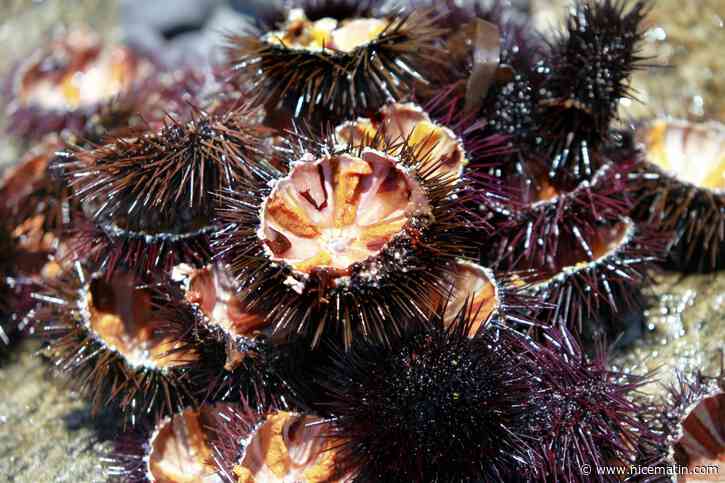 L'ouverture de la pêche aux oursins repoussée au 1er décembre dans le Var et les Alpes-Maritimes