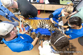 Sumatran Tiger Cub N’dari Undergoes Medical Exam At Zoo Miami - CBS Miami