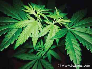Township passes medical marijuana ordinance | News for Fenton, Linden, Holly MI | tctimes.com - Fenton Tri County Times