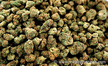 Alpena medical marijuana shops face uncertain future | News, Sports, Jobs - Alpena News