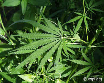 Medical marijuana bill to return in next legislative session - 89.3 WFPL News Louisville