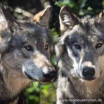 Wolf im Nationalpark Eifel gesichtet - radioeuskirchen.de