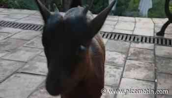 Une chèvre jetée d'une voiture à Cagnes-sur-mer