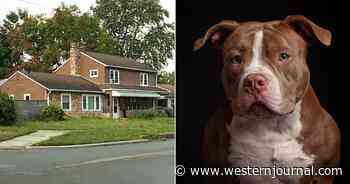 Dogs Maul 16-Month-Old in Shocking Attack, Community Devastated