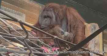 Watch: Orangutan arrives at Dudley Zoo after 30-hour trip from Denmark - Birmingham Live