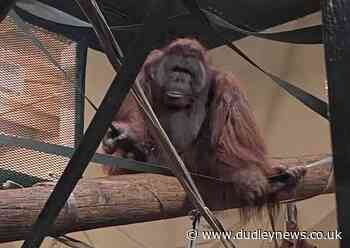 WATCH: New critically endangered orangutan arrives at Dudley Zoo - Dudley News