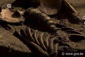 Opgegraven skeletten van op Kaaien te bezichtigen op Archeol... (Antwerpen) - Gazet van Antwerpen