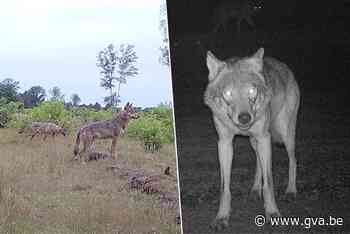 Na Naya alweer twee Belgische wolven waarschijnlijk vermoord: “We gaan uit van vergiftiging” - Gazet van Antwerpen