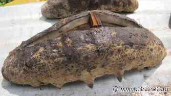 Crocodiles are killing divers who harvest sea cucumbers, but plenty still risk their lives for this delicacy