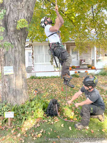 Tree Trust celebrates preservation of legacy sugar maple in Fergus - Wellington Advertiser