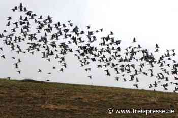 Ringeltauben läuten den Vogelzug ein - Freie Presse