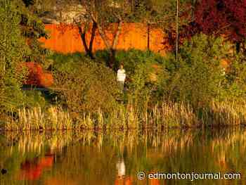 Ward tastawiyiniwak: Transit concerns in northern Edmonton take centre stage