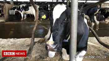 Artificial lightning zaps farm stink