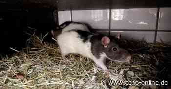 Zuhause gesucht: Acht Farbratten im Tierheim in Heppenheim - Echo Online