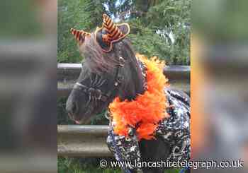 Fang-tastic Halloween activities at Horses and Ponies Protection Association