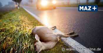 Rathenow: Zusammenprall mit einem Reh - Märkische Allgemeine Zeitung