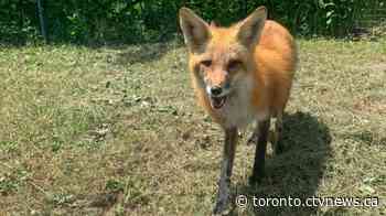 Toronto Zoo asks for help finding red fox that escaped - CTV News Toronto