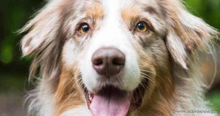 Bamberg: herzlose Hundediebin geschnappt – gestohlener Hund wieder bei seinen Besitzern.