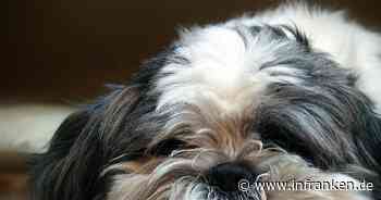 Bamberg: Happy End für 'Rocky' - gestohlener Hund zurück bei seinen Lieben - inFranken.de