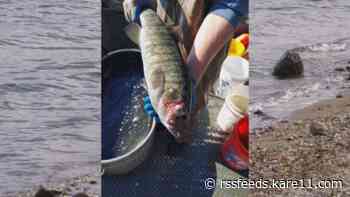 Bass with lesions showing up in Green Lake