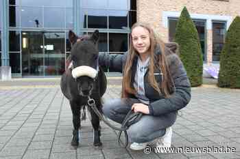 Cooky, de dorpspony van Wellen: geeft graag pootjes en gaat mee kebab uithalen - Het Nieuwsblad
