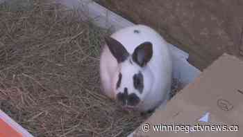 Winnipeg animal rescue seeing spike in abandoned domestic bunnies