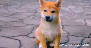 Buzz Around Shiba Inu Is Nowhere Close to Retail Frenzy Seen in May - CoinDesk