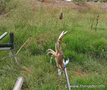 Carp-R-Us Fishing Club Autumn Series - The Leader Newspaper Online