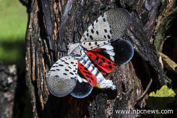 The only good kind of spotted lanternfly is a dead spotted lanternfly