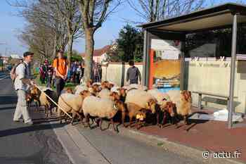 Val-d'Oise. Jouy-le-Moutier. Les moutons de la ferme d'Écancourt font leur transhumance - La Gazette du Val d'Oise - L'Echo Régional