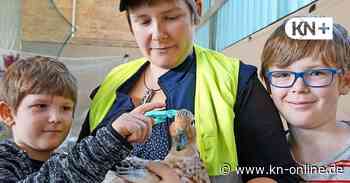 Karl-Heinz Boll-Gedächtnisschau des Rassegeflügelzuchtvereins Kaltenkirchen - Kieler Nachrichten