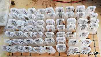 Bee breeders fear 'flow-on effects' as Australia Post delays see virgin queens arriving dead