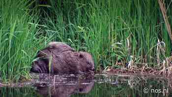 ProRail zoekt bever die met tunnel dienstregeling overhoop gooide - NOS