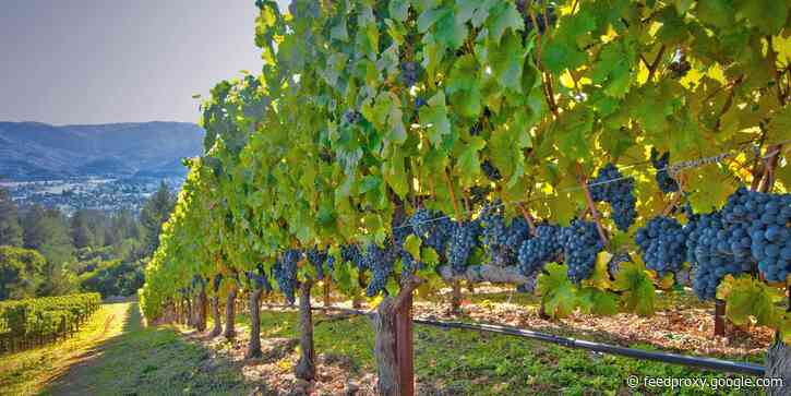 The lives of vineyard owners and winemakers are far more unglamorous and unpredictable than you'd think