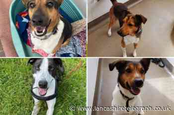These 4 dogs at the RSPCA in Lancashire need forever homes