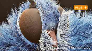 Ausstellung im Stadthaus Ulm: So faszinierend ist die Welt der Insekten - Augsburger Allgemeine