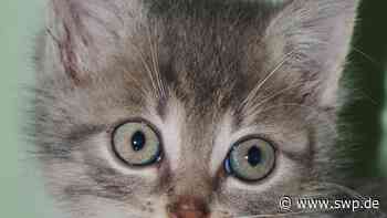 Feuerwehr in Neu-Ulm: Einsatz mit Tierliebe: Wenige Wochen altes Kätzchen zweimal gerettet - SWP