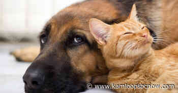 Kamloops SPCA extends half-priced adoption event - KamloopsBCNow