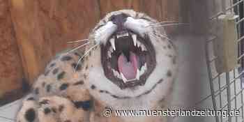 Serval aus Stadtlohn wurde Besitzern in Winterswijk übergeben - Münsterland Zeitung