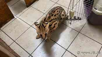 Wildkatze in Garten: Serval in Stadtlohn eingefangen - RTL Online