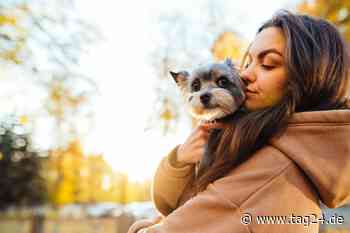 Dresden ist Deutschlands Hunde-Paradies - TAG24
